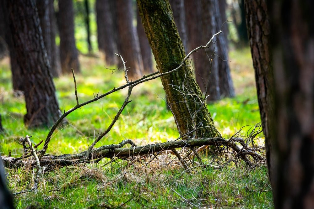 Gérer vos fusils de chasse efficacement avec une armoire pour armes sécurisée - Lecoffrefort.com
